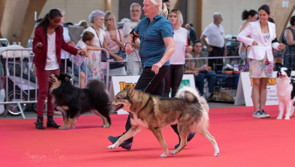 National Dogshow in Saulieu