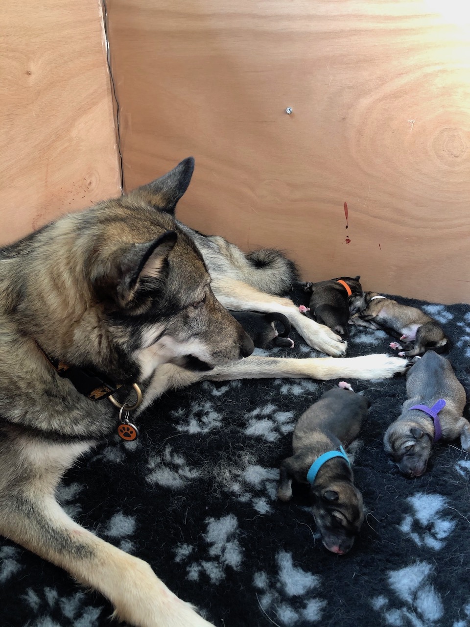 Litter born in 2020