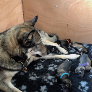 Litter born in 2020
