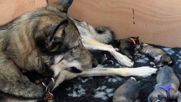 Litter born in 2020