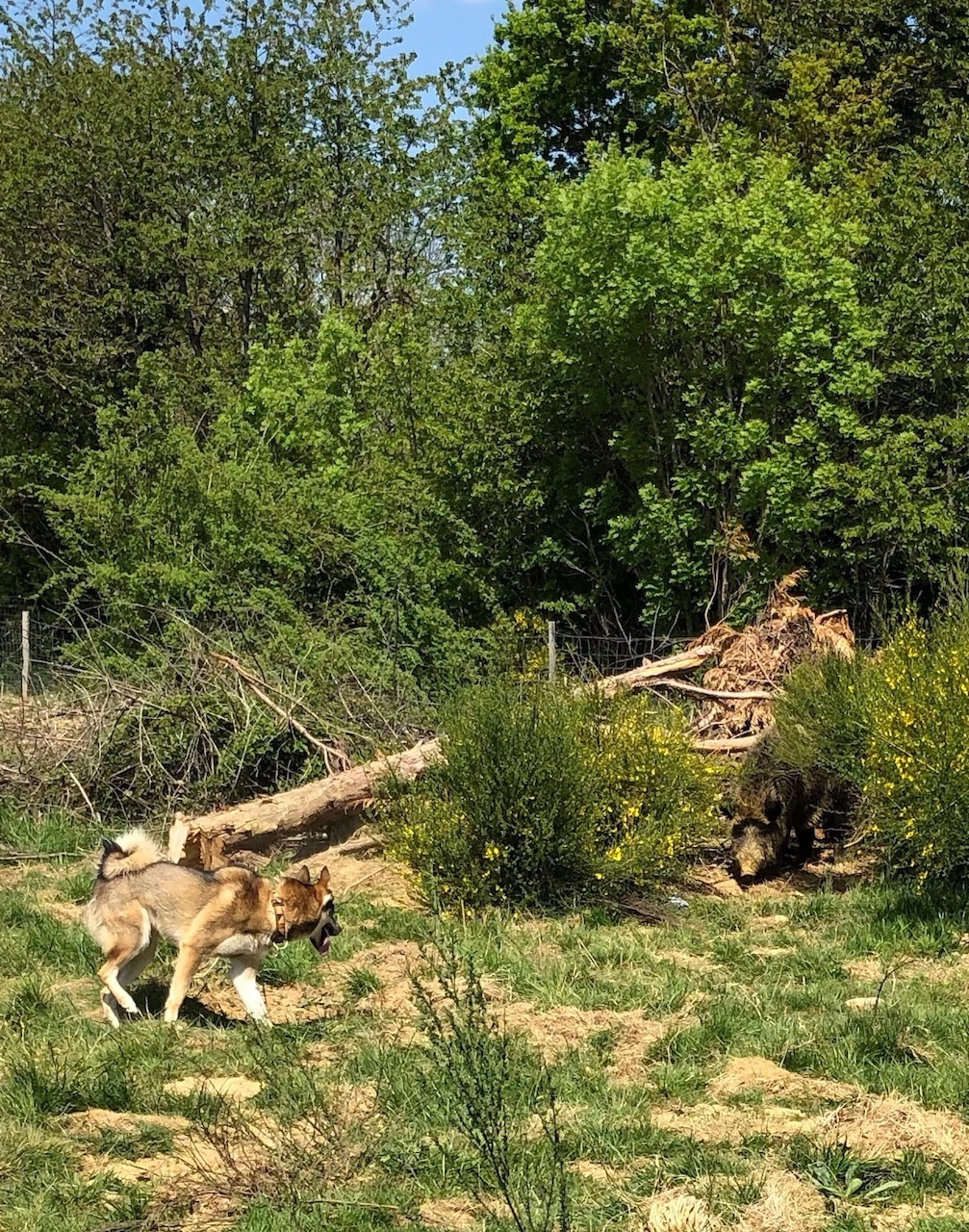 Rhea in action